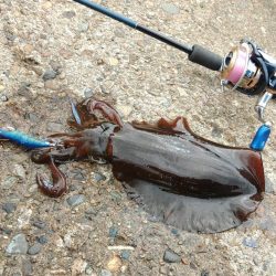 デイエギングで胴長２０ｃｍ